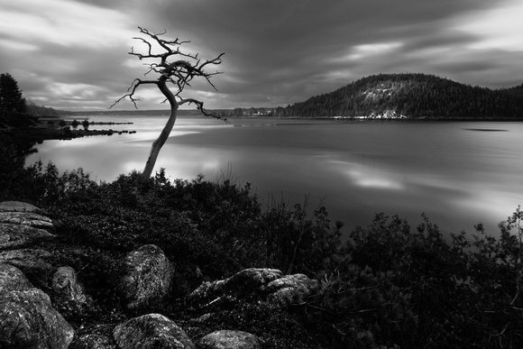 Spirit Tree