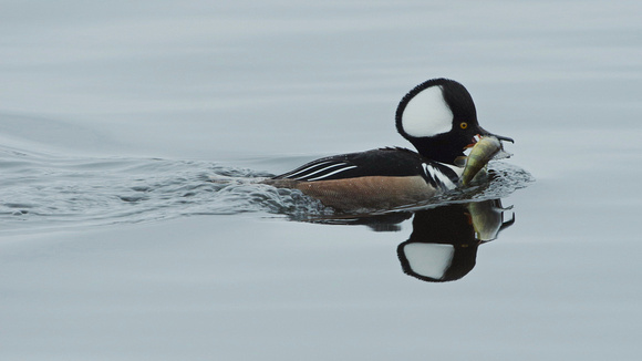 Hooded Merganser with Perch