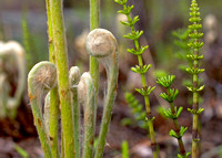 Fiddlheads and Horsetails