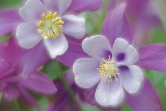 Soft Columbine