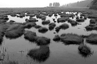 Salt Marsh